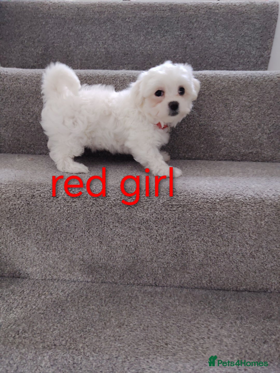 Maltese dogs for sale: Pure Maltese puppies ❤️❤️💙 - Image 5
