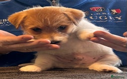 Jack Russell dogs for sale: Pedigree Jack Russell Terriers - Image 31