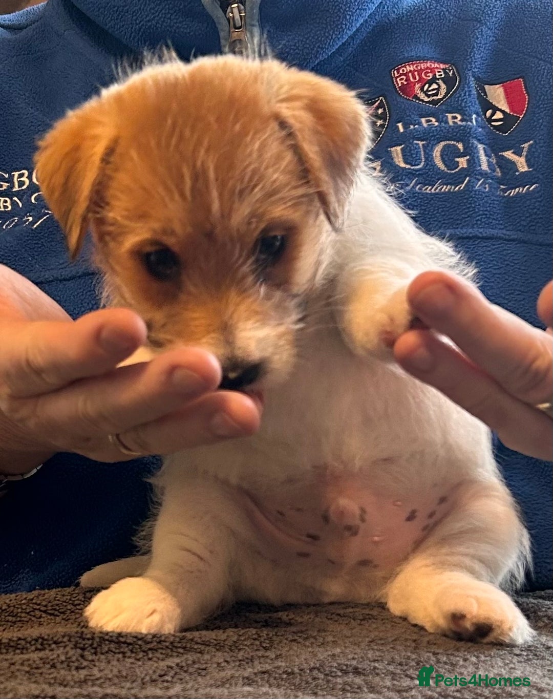 Jack Russell dogs for sale: Pedigree Jack Russell Terriers - Image 31