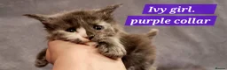 Maine Coon cats for sale: Excellent pedigree kittens - Advert 2