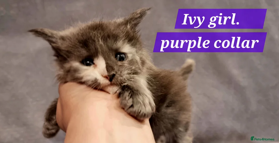 Maine Coon cats for sale: Excellent pedigree kittens - Advert 2