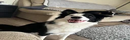 Border Collie dogs for sale: Callie needs a new home  - Advert 4