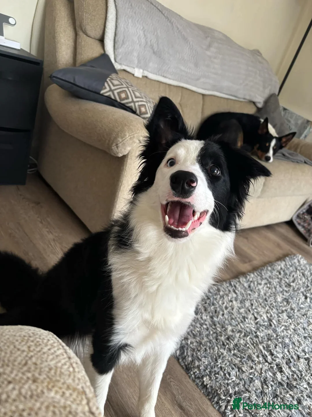 Border Collie dogs for sale: Callie needs a new home  - Advert 4