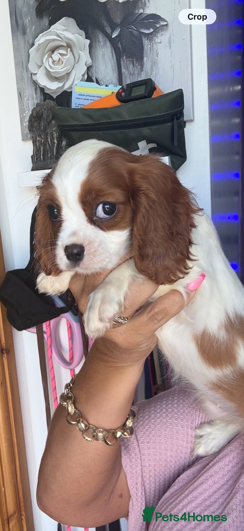 Cavalier King Charles Spaniel dogs Royal kennel club cavalier puppies dna clear - Advert 2