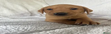 Labrador Retriever 4