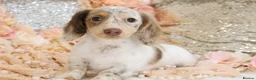 Miniature Dachshund dogs for sale: KC Longhair Miniature Dachshund Puppies - Advert 24