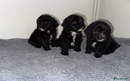 Sheepadoodle dogs for sale: Micro-mini Sheepadoodle reduced !!!!! - Image 31