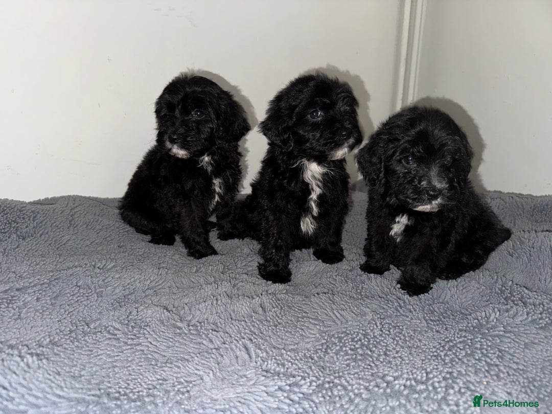 Sheepadoodle dogs for sale: Micro-mini Sheepadoodle reduced !!!!! - Image 31