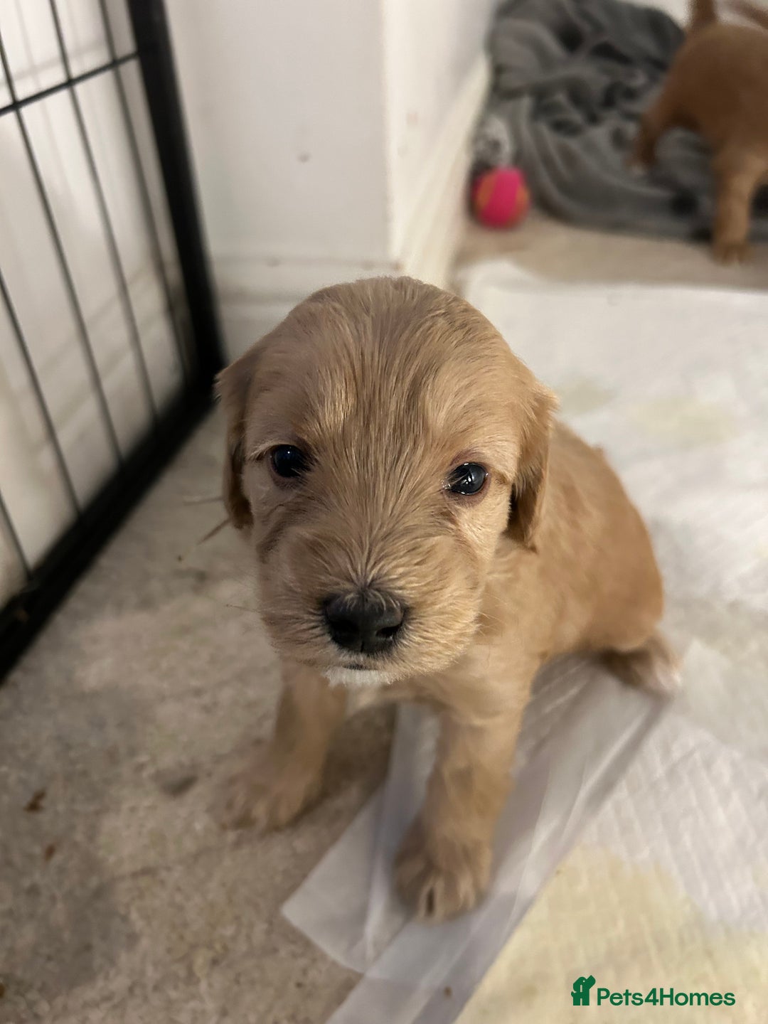 Cockapoo dogs for sale: 3 GORGEOUS COCKAPOOS💓 - Advert 8