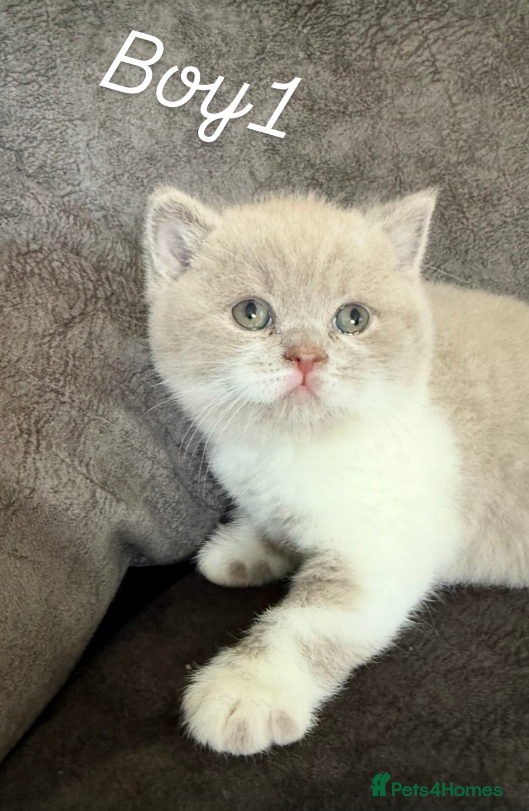 British Shorthair cats for sale: Registered British short hair babies available  - Advert 13