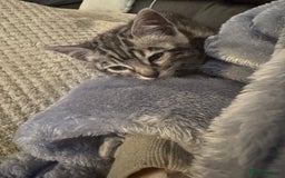 Bengal cats for sale: Beautiful Silver Bengal female - Tica optional  - Image 5