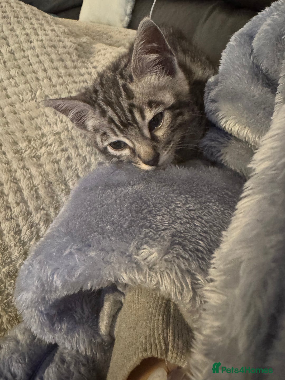 Bengal cats for sale: Beautiful Silver Bengal female - Tica optional  - Image 5