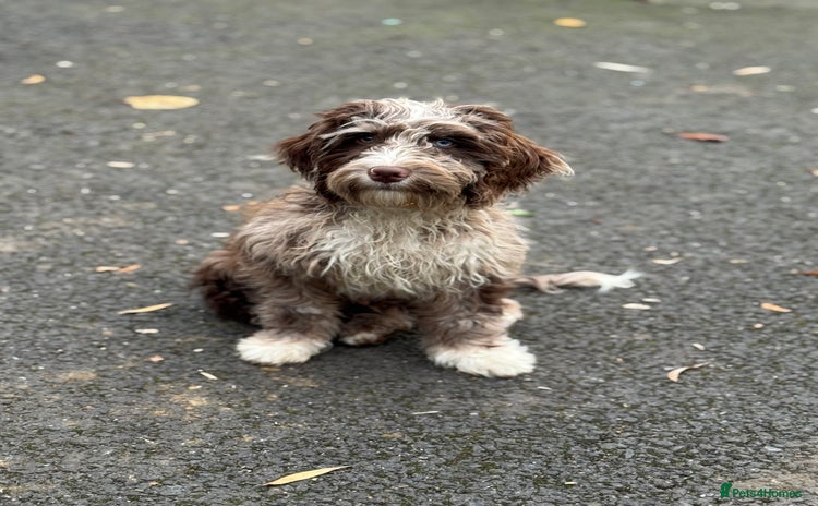 Cockapoo dogs - Advert 1