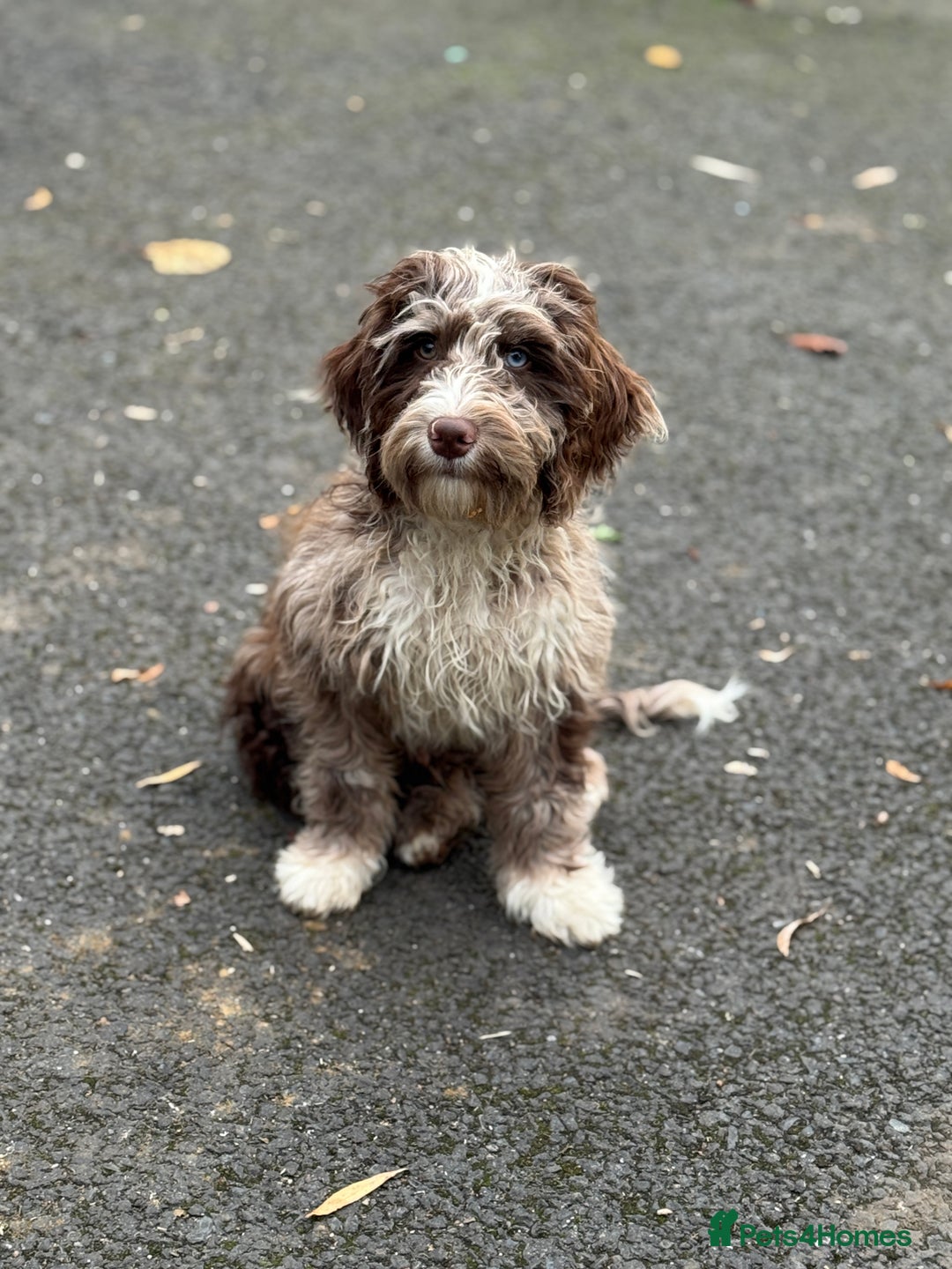 Cockapoo dogs for sale: Toy CockerPoo - Image 1