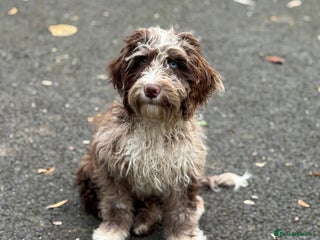 Cockapoo dogs for sale - Advert 1