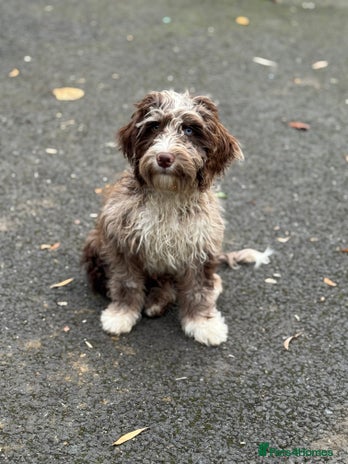 Cockapoo dogs - Advert 10