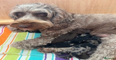 Cockapoo dogs in Gillingham - Advert 7
