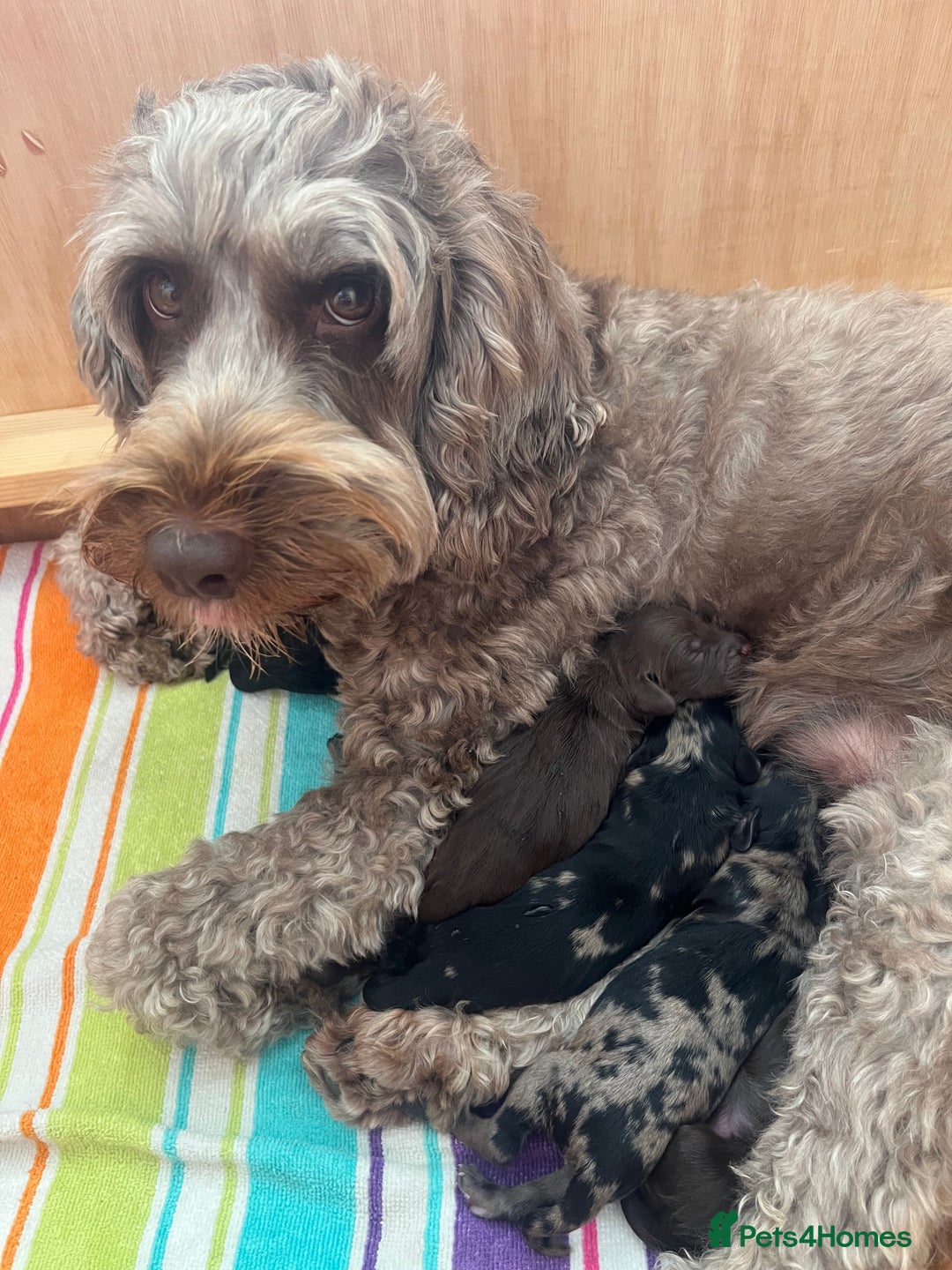Cockapoo dogs for sale: Cockerpoo- beautiful Merle ready to go in Gillingham - Image 2