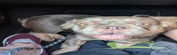 French Bulldog dogs for sale: French bulldog - Advert 1