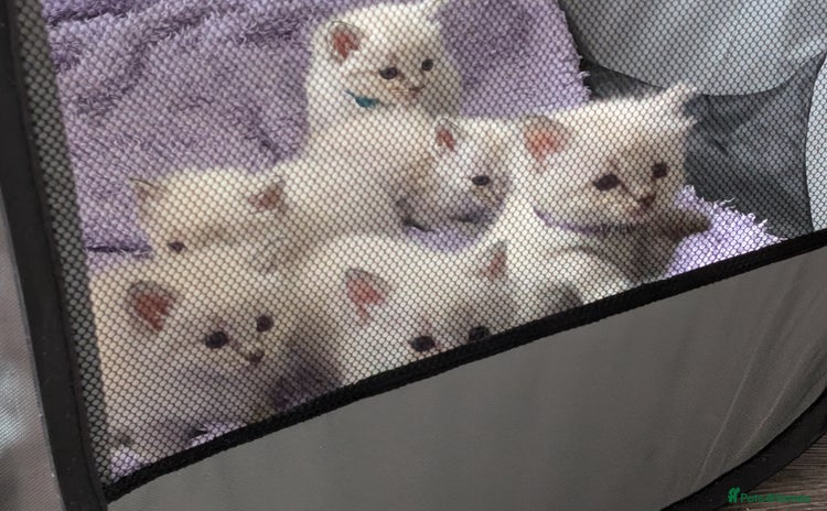 Ragdoll cats - Advert 1