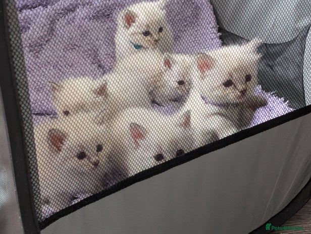 Ragdoll cats - Advert 12