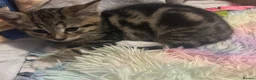 Bengal cats for sale: Bengal mixed - Advert 9