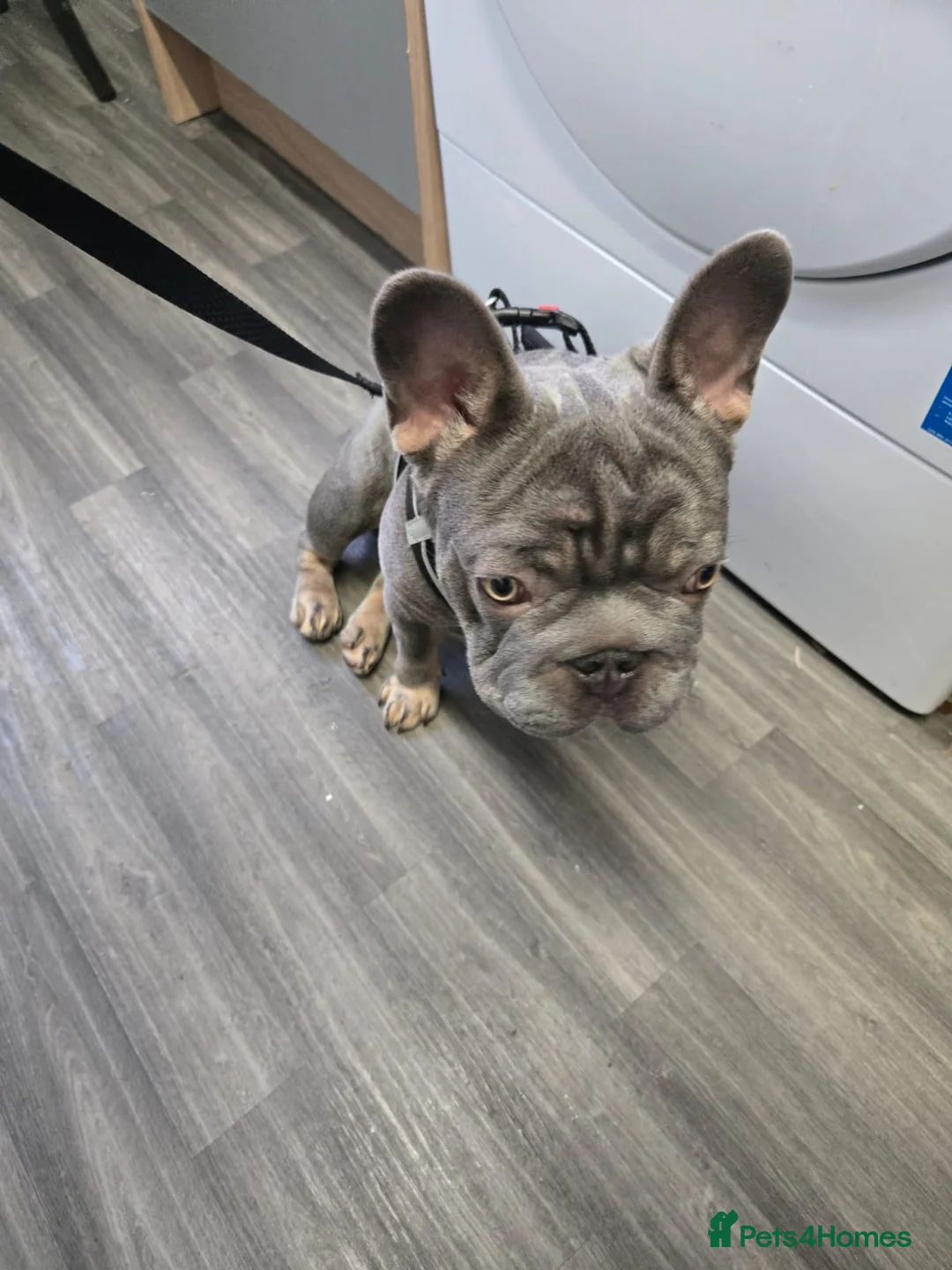 French Bulldog dogs for sale: Rocco in Whitehaven - Advert 2