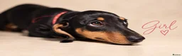 Dachshund dogs for sale: PRA-Clear Miniature Dachshund Puppies ready to go - Advert 6