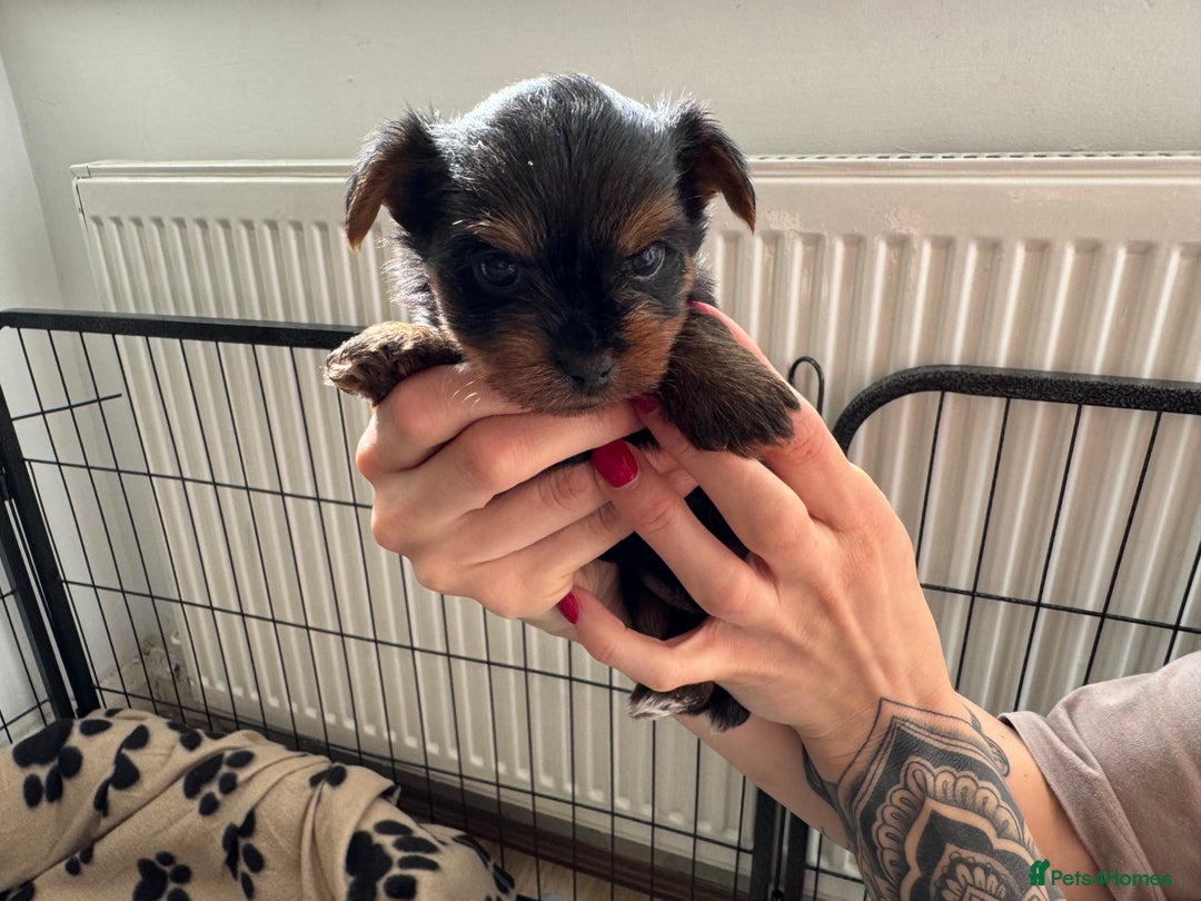 Yorkshire Terrier dogs for sale: ❤️Last girl available Miniature yorkshire terrier - Image 7