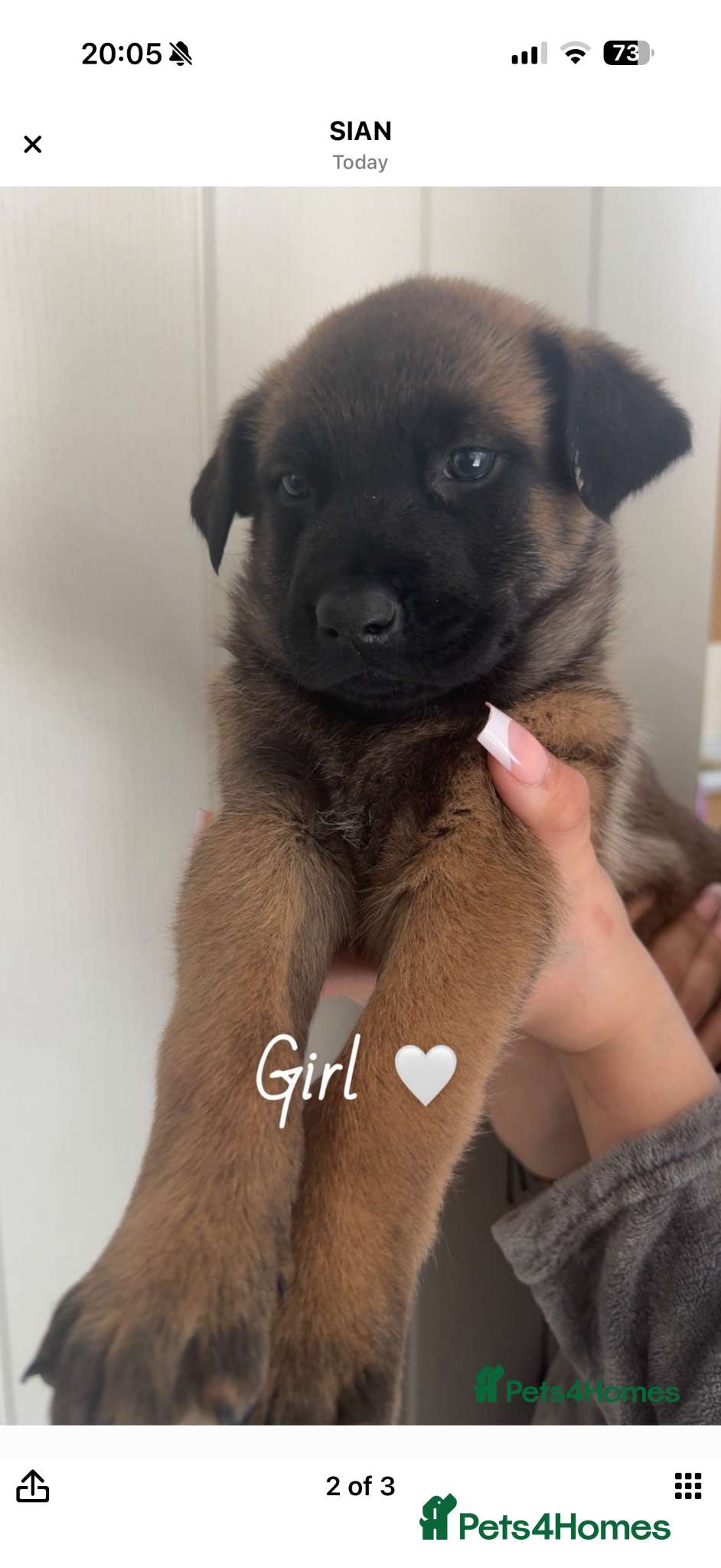 Belgian Shepherd Dog dogs Female Malinois Puppy - Advert 1