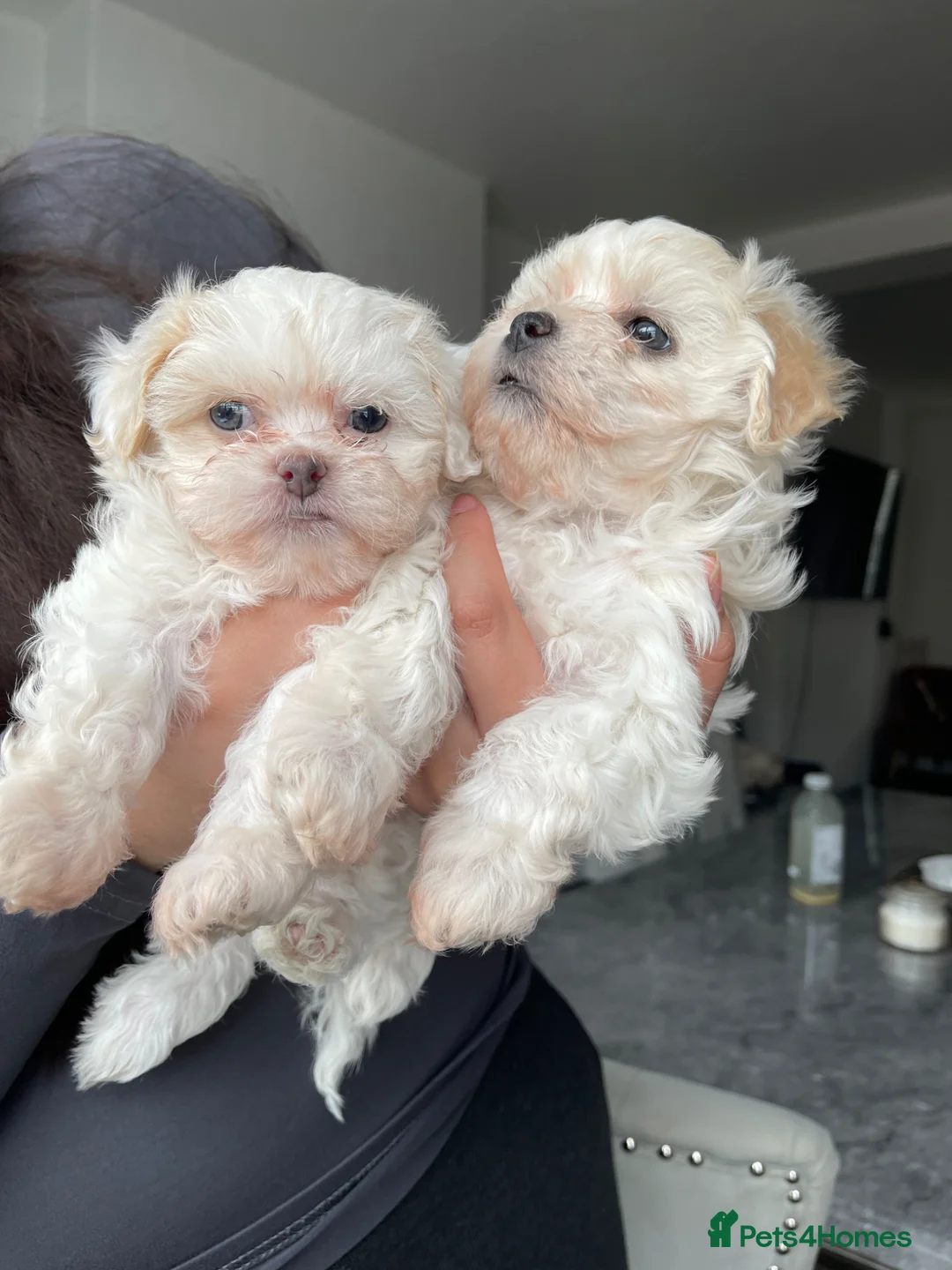 Bichon Frise dogs for sale: 8 weeks Bichon puppy’s available in Oldbury - Advert 1