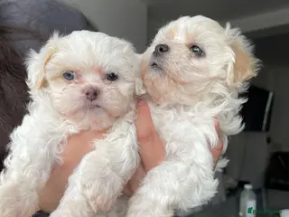 Bichon Frise dogs 8 weeks Bichon puppy’s available - Advert 6