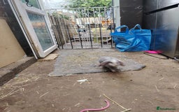 French Lop rabbits for sale: Giant lops beautiful example  - Image 2