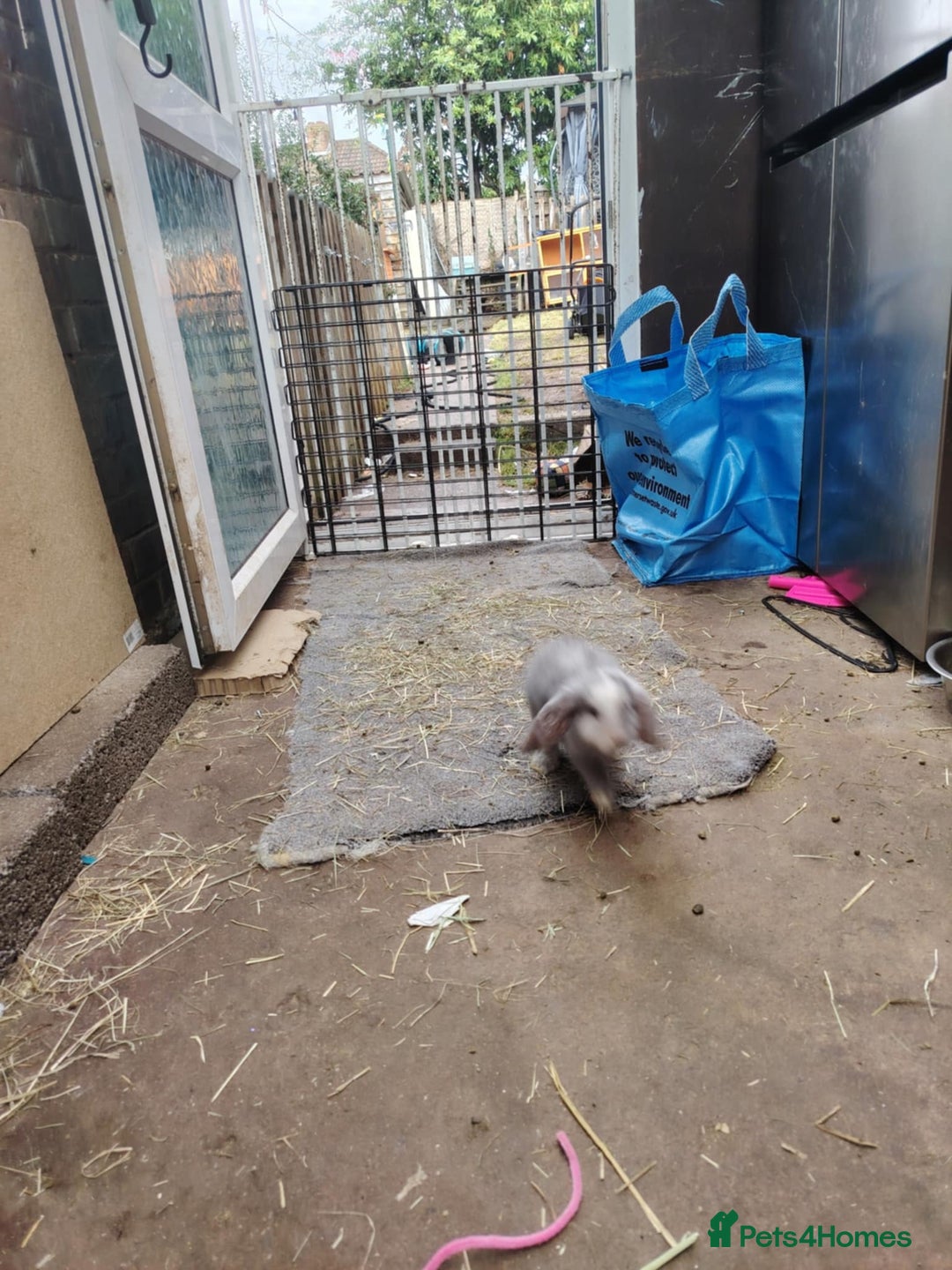 French Lop rabbits for sale: Giant lops beautiful example  - Image 2