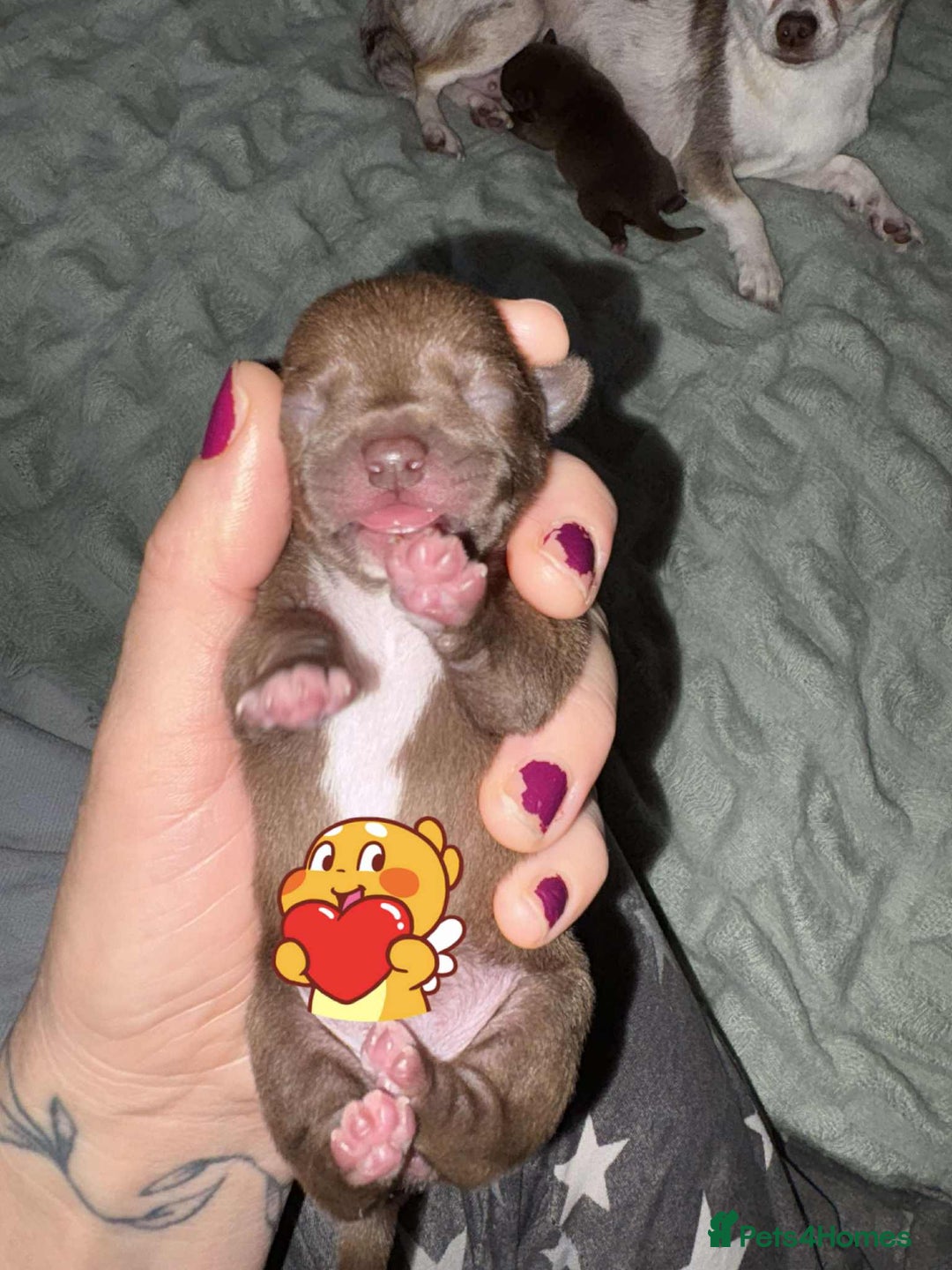 Chihuahua dogs for sale: 💕Stunning chihuahua pups 💕 - Image 13