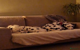 Dalmatian dogs for sale: **Beautiful litter of 11 KC Dalmatians** - Image 13