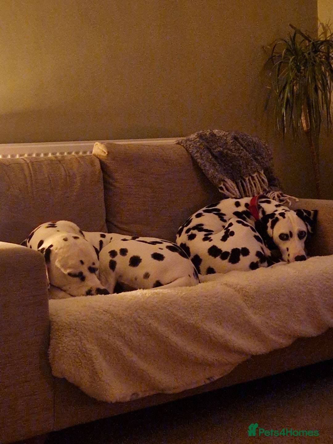 Dalmatian dogs for sale: **Beautiful litter of 11 KC Dalmatians** - Image 13