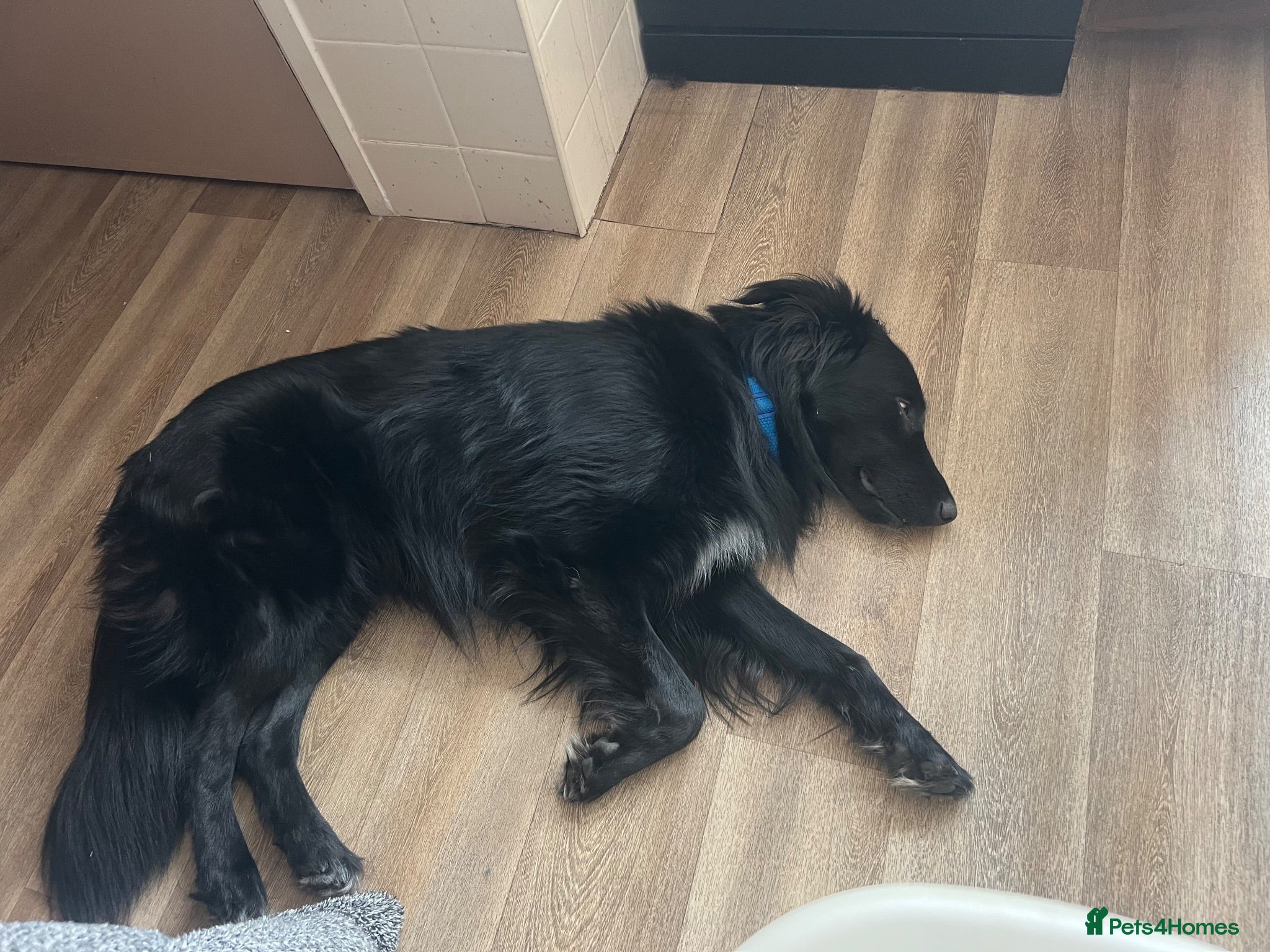 Mixed Breed dogs Needs urgent rehoming  - Advert 12