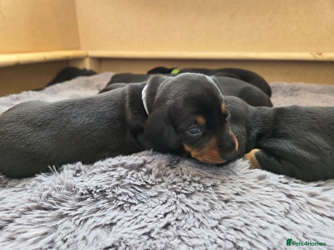 Miniature Dachshund dogs for sale: Beautiful Pedigree Miniature Dachshund Puppies - Image 11