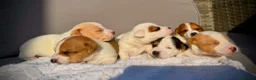 Jack Russell dogs for sale: Jack russell  - Advert 12