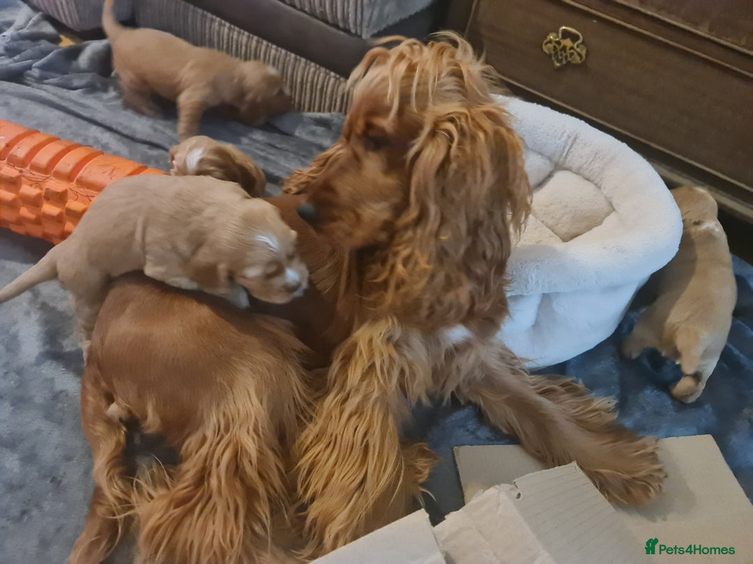 Cocker Spaniel dogs for sale: Golden Cocker Spaniel puppies (boy available) - Advert 14