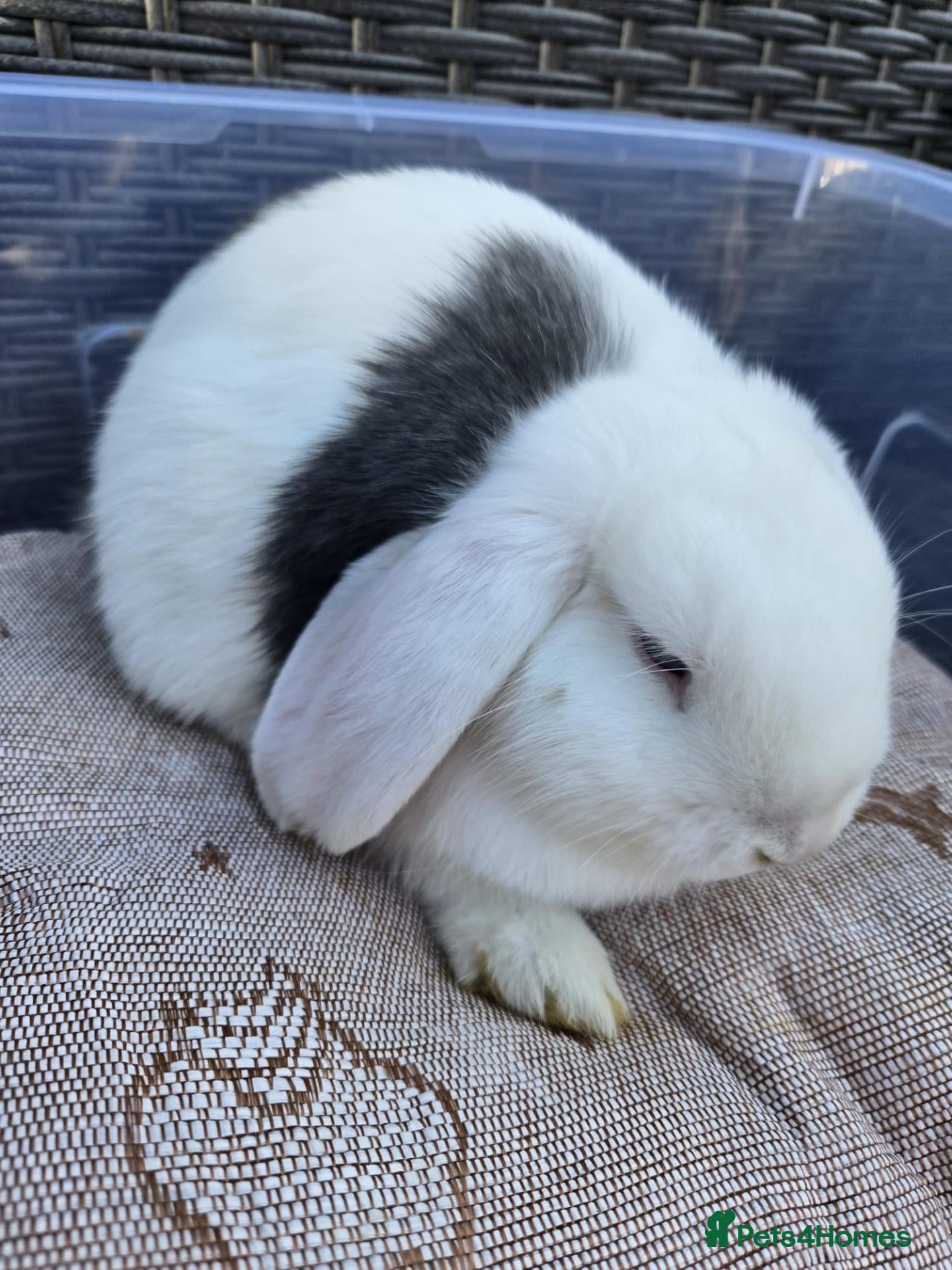 Mixed Breed rabbits Beautiful Litter Of Lop Earred Bunnies  - Advert 1