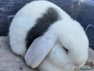 Mixed Breed rabbits Beautiful Litter Of Lop Earred Bunnies - Advert 1