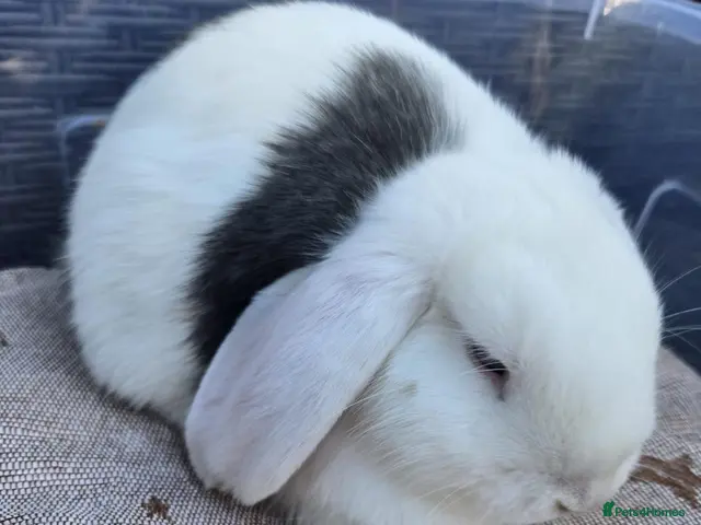 Mixed Breed rabbits Beautiful Litter Of Lop Earred Bunnies - Advert 6