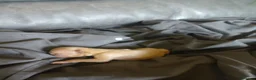 Chihuahua dogs for sale: 3 little chihuahua pups for sale  in Manchester - Advert 6
