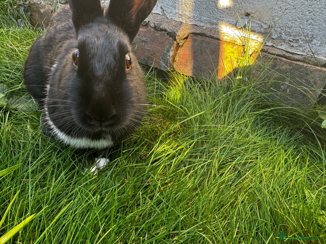 Mixed Breed rabbits for sale: 2 friendly rabbits  - Image 5