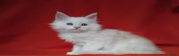 Maine Coon cats for sale: Pure Maine Coons Kittens For Sale - Advert 9