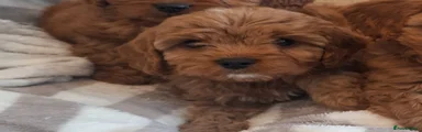 Cavapoo Puppy 2