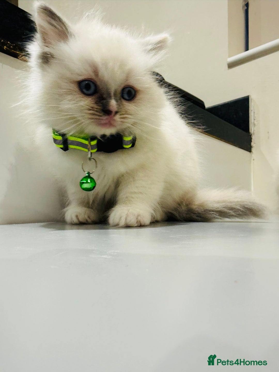 Ragdoll cats for sale: Adorable Pure Ragdoll Kittens - Advert 36