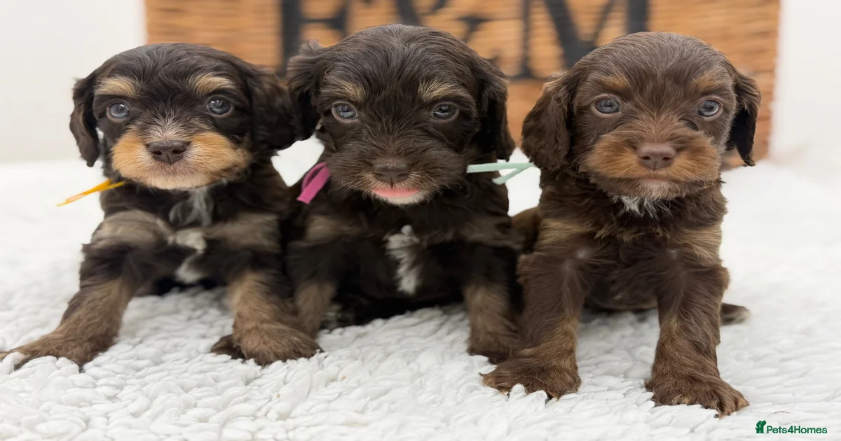 F1 Health tested Chocolate Cavapoos for sale in Romford | Pets4Homes